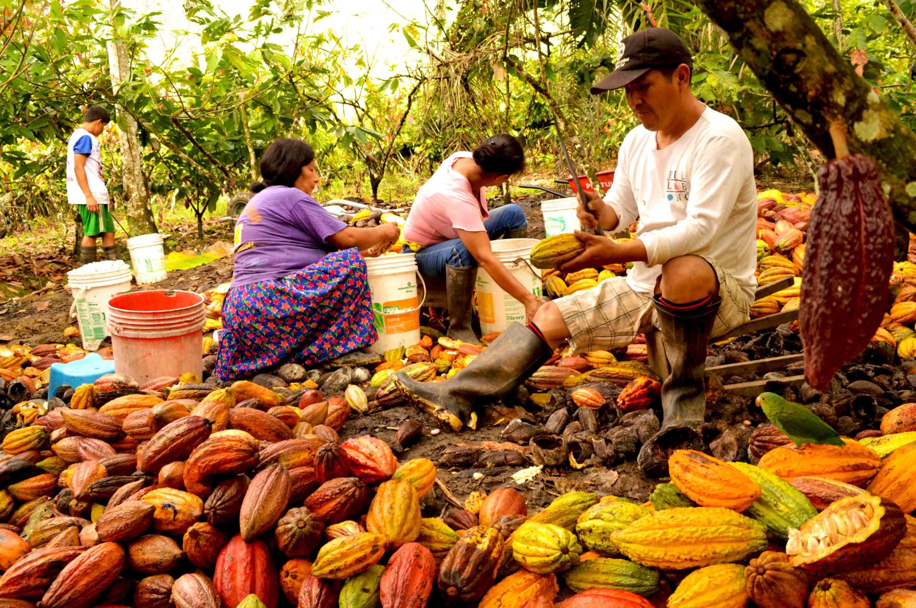 cacao peruano