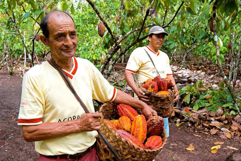 Cacao peruano ¿cómo afecta la contaminación por