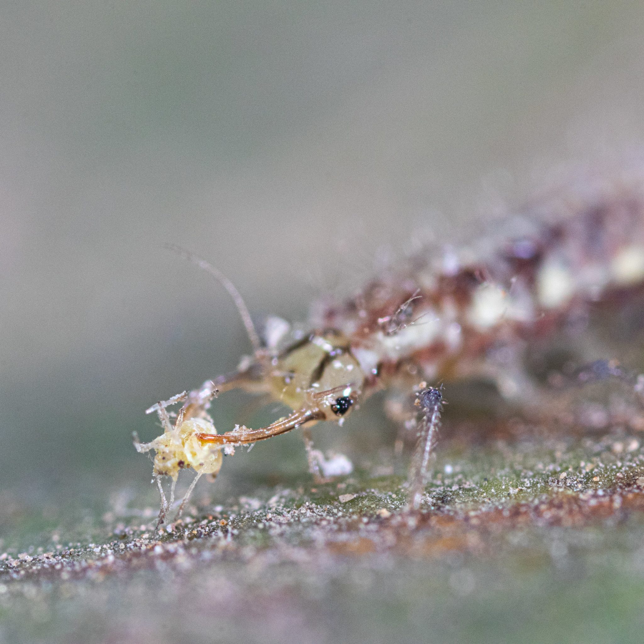 Chrysoperla Carnea : Conoce Su Ciclo Biológico - Solagro