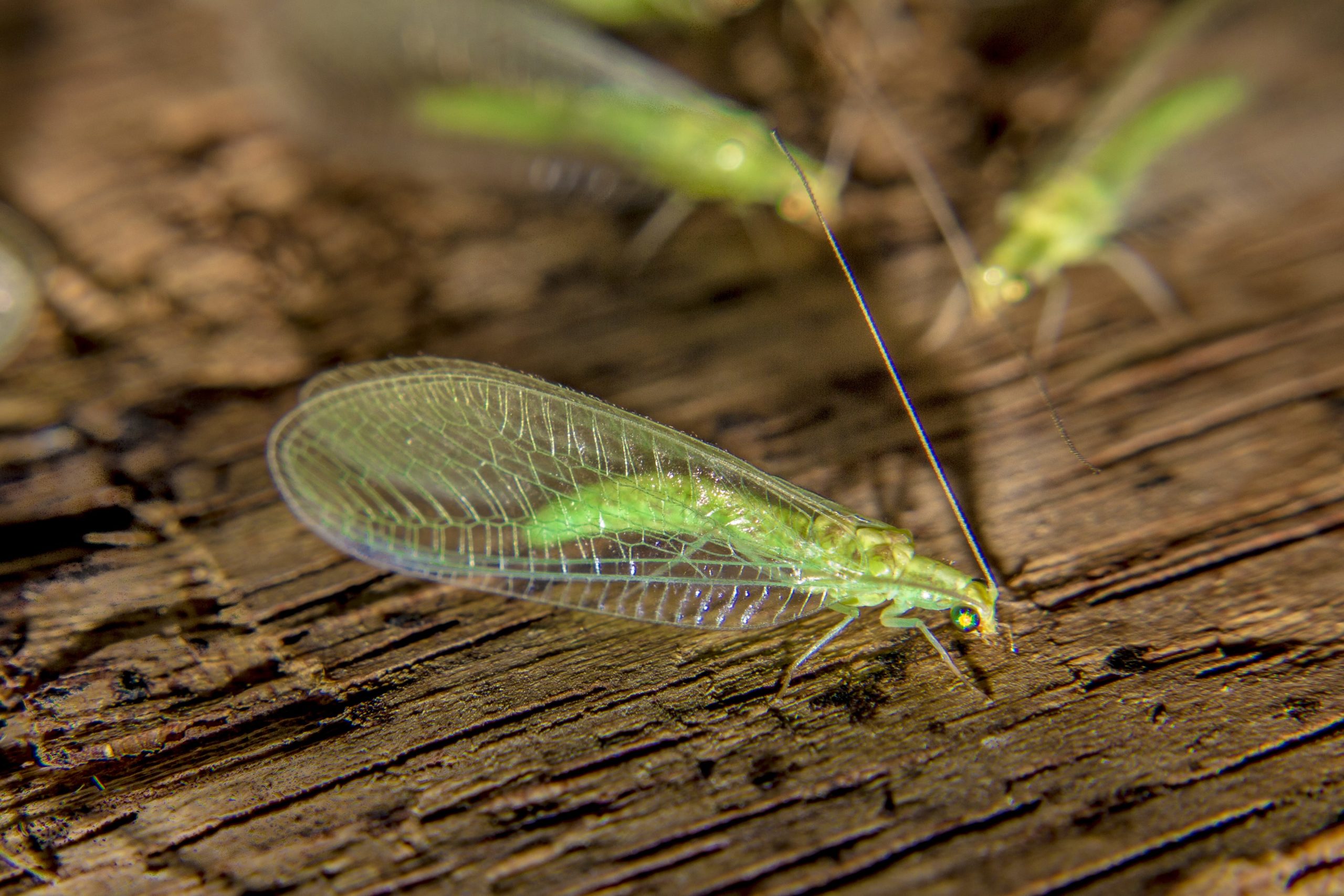 Chrysoperla Carnea : Conoce Su Ciclo Biológico - Solagro